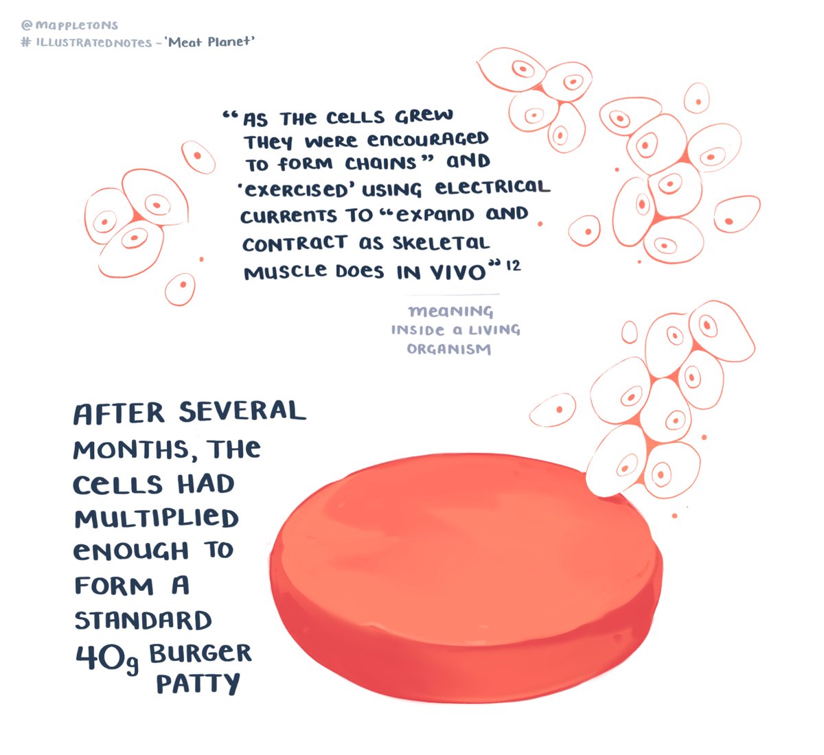 Mappletons's tweet photo. Part 2 of the mythical origin story of how cell-based meat came into being.
Read the whole legend at https://t.co/FtNnh5h03G, along with more #illustratednotes on @benwurgaft 's 'Meat Planet'
Also doubles as a DIY guide to growing your own cow-free burger*
*FBS not included https://t.co/It0walfda5