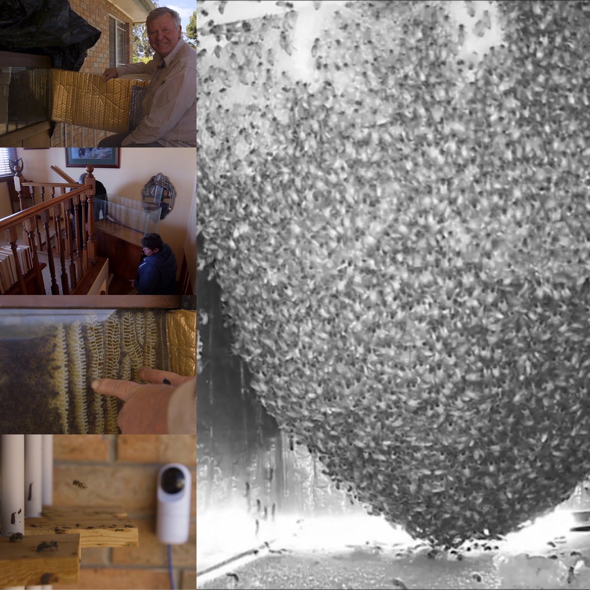 johnsffp's tweet photo. @donttrythis My dad and I built an observation beehive from an old fish tank. We're set up a 24/7 live stream from inside and outside the hive. 
Here's a series of video on how we build the beehive and set up the cameras: https://t.co/2RgRz5Q8bW #beekeeping
#thebushbeeman #DIY https://t.co/wbQX9JsPkk