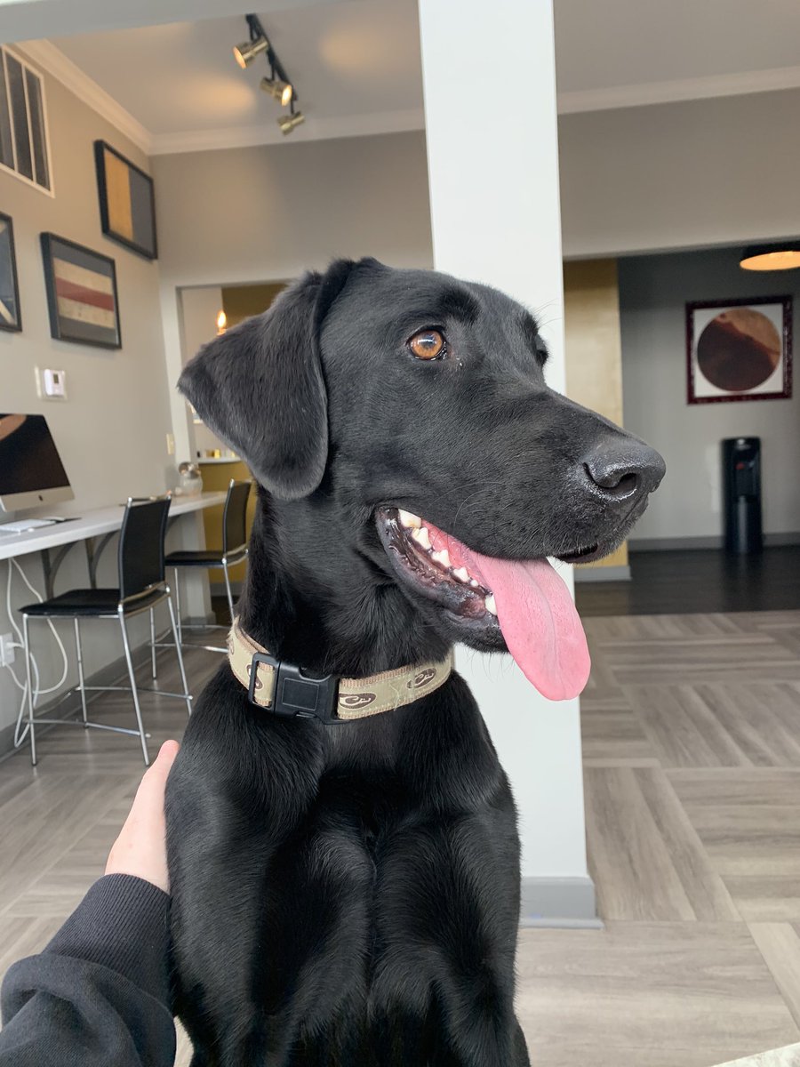 KC4UTIA's tweet photo. Folks- help me find this sweet girl’s home. She’s been running around @utmartin for the past week and needs to be reunited with her family. Know her? Shoot me a message. #NoStrayLeftBehind https://t.co/8IRgvqbDlt