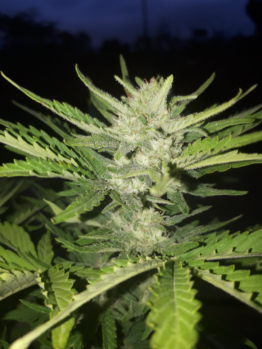 RyanGosling420's tweet photo. @CITYSEEDSBANK THANKZ FOR THE WHITE WIDOW AUTO ;) https://t.co/enZJyxddlU
