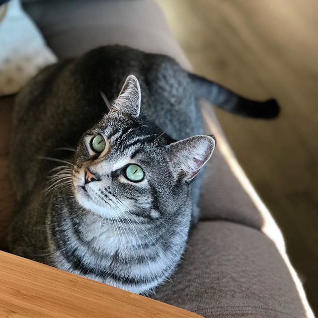 PetLegz's tweet photo. Reposting @thegoddessfreya:
Intense stare! #catsofsoutheastalaska #catsofinstagram #cat #cats #catstagram #catsofinsta #thegoddessfreya #cats_of_instagram #catsoftheworld #kitten #ilovecats #ilovemycat #meow #chat #chaton #katze #katzenliebe #pusa #neko #gato #gatta #кот #котэ https://t.co/7jtaGZfV4K