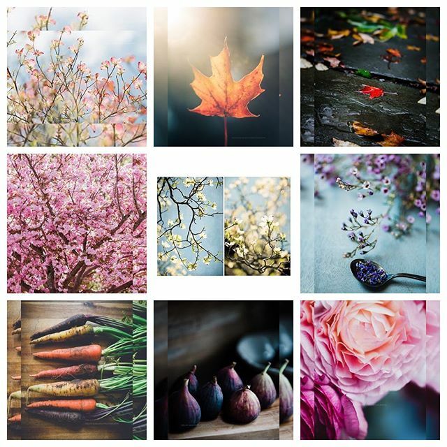 Here are my top 9 most liked images of 2019!  Lots of flowers and color. Looking forward to creating in 2020. 💕 .
.
.

#lookingforwardto2020 #getfabristic #top9of2019 #blissfulphotoart #tv_still_life #naturenotes #bitsofrusticcharm #jpscollab #nothin… ift.tt/3551UF6