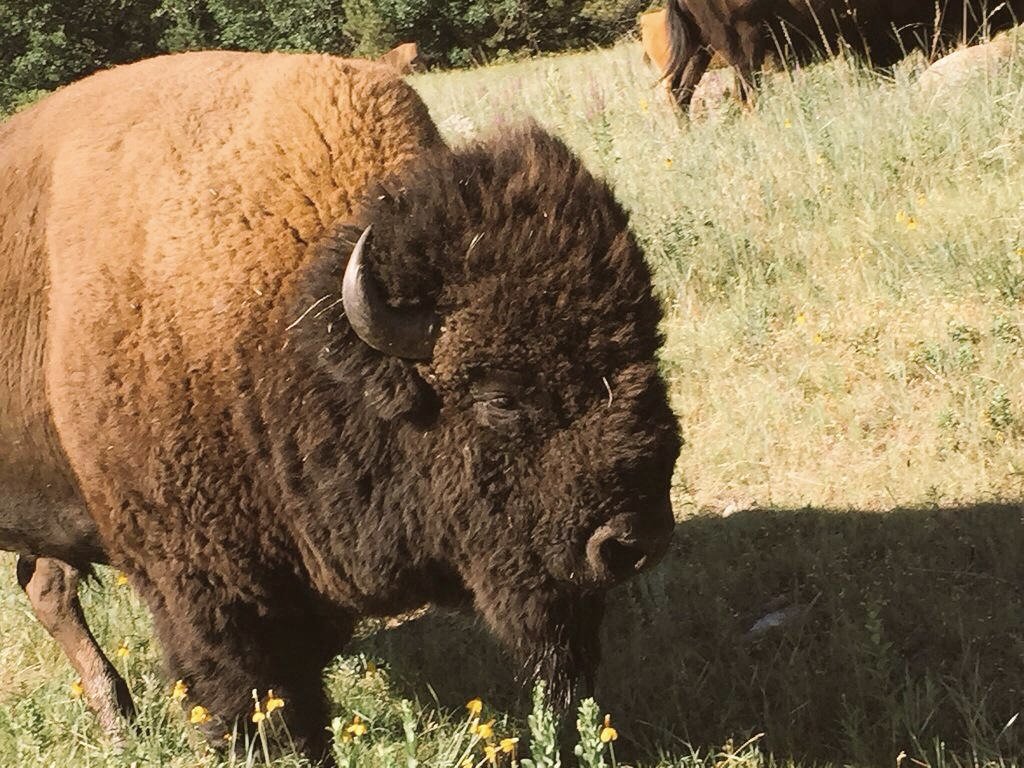 LindaPeters64's tweet photo. @Fit_life360 @YellowstoneNPS @naturetechfam @JulesHalvy @beckyjlomax @GalsWander @happytrailshike @HHLifestyleTrav @CharlesMcCool I also love the natural beauty, wildlife and geothermal wonders
of @YellowstoneNPS.
#ParksChat
#FindYourPark #NationalParks https://t.co/uTP7QrPMFq