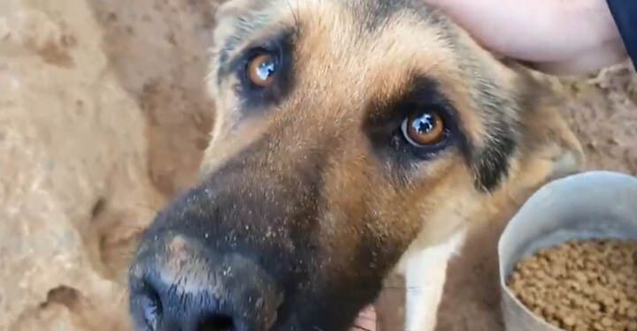 Dog Chained to Tree in the middle of nowhere Gets Second Chance at Life doggiescare.com/dog-chained-to…