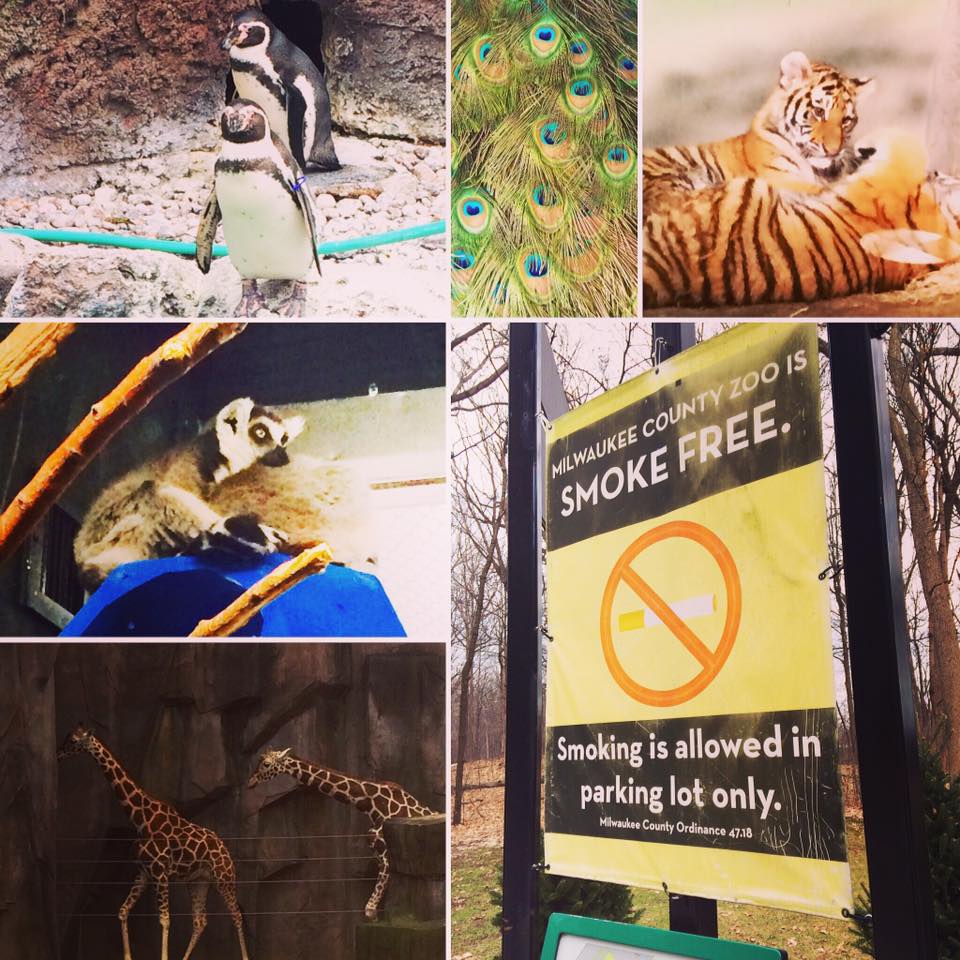 MKETobaccoFree's tweet photo. Visit the #smokefree @MilwaukeeCoZoo for FREE through 1/1/20!
#FrostyFreeWeek #BreatheFreeMKE #FreshAir #FamilyFun #Milwaukee https://t.co/u4fTLnL3yk