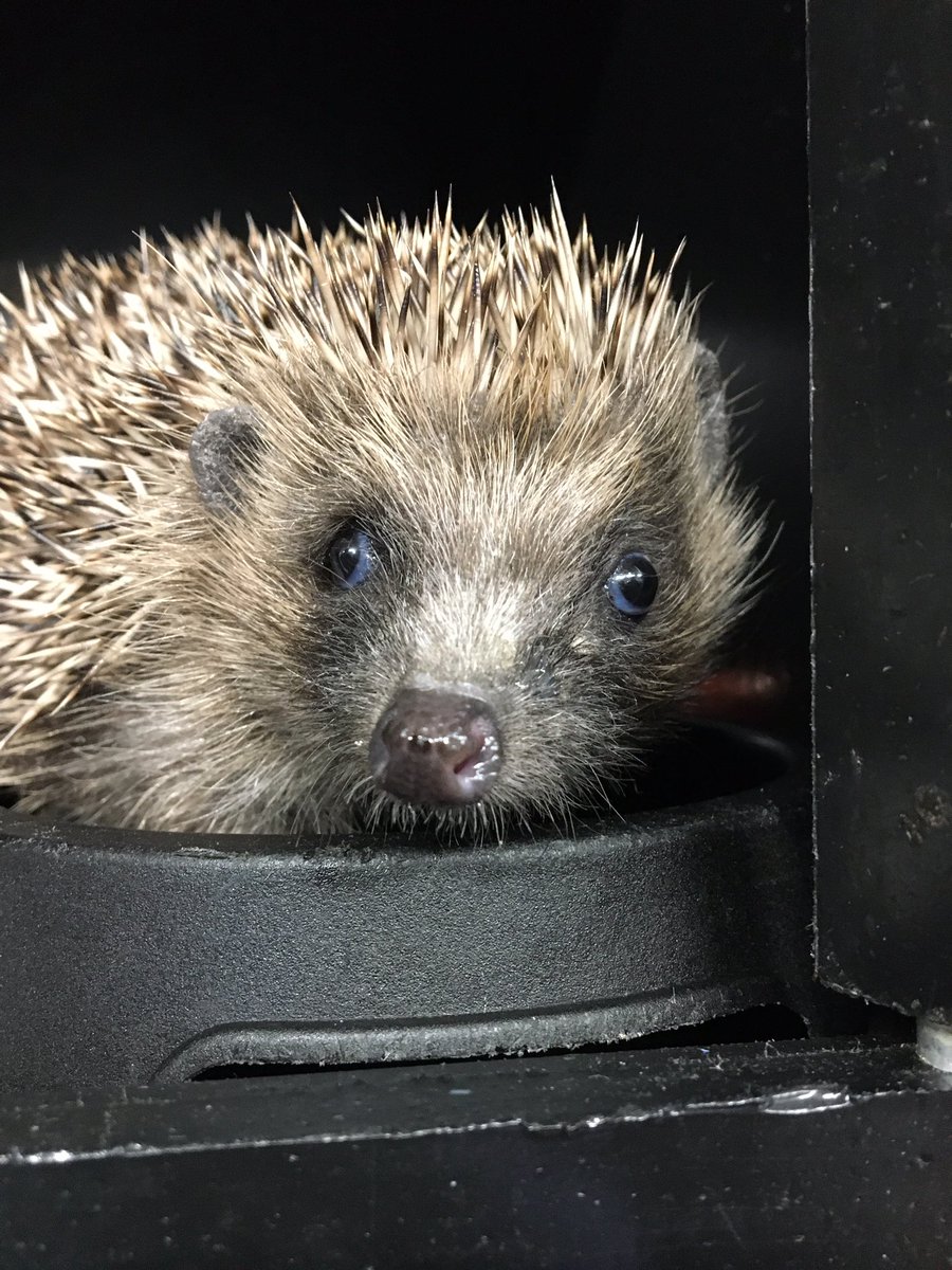 Prickles_Paws's tweet photo. REGIFTING! 🎁 

If you have any unwanted Christmas presents/items you now longer want please consider donating them to us for use in raffles/ tombolas to help raise funds for our #hedgehogs! Just pm us for drop off info. 
#donate #fundraise #Cornwall #community 

Thank you 🙌🦔🐾 https://t.co/NyUkVEnqaV