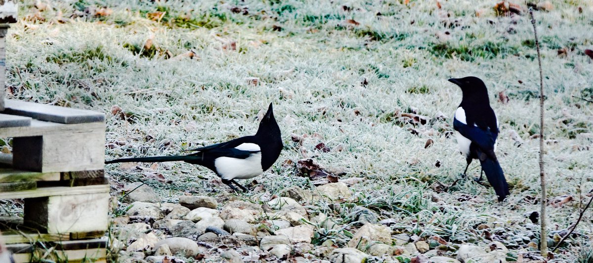 They're such funny kind of jerks 😅😂 
@IronBalls82 #magpiemonday #kollbachtal #magpies #elster #teamcorvid #birding #birdwatching #TwitterNatureCommunity