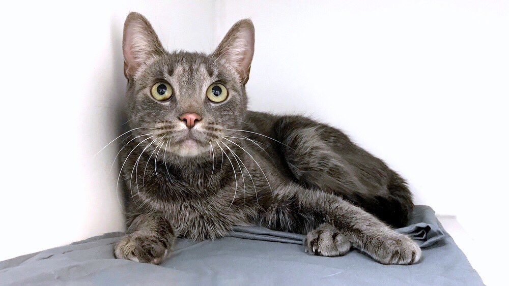 Sweet adoptable Alice wants to know something big that made you happy over the last decade. Tell her with a reply or quote tweet - or come adopt her today (12/30) before 4pm to make her so very, very happy!
