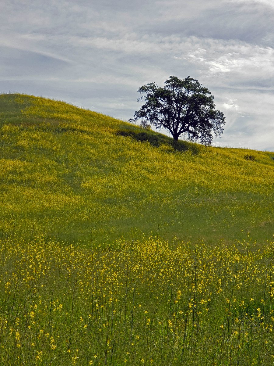 DirtbagHikerBlg's tweet image. I am so ready for spring already! Oh well, I spent last winter in Southern California, so this Idaho winter is hitting me hard...

Lone Tree, Malibu Creek State Park, CA

#phonephotography #SamsungNote9 #hiking #hikingadventures #photooftheday