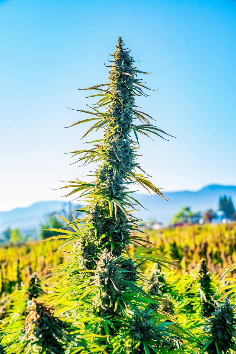 cdrhemp's tweet photo. We work with federally legal cannabis research and development companies operating in compliance with the 2018 Farm Bill which = only the finest plant genetics 🌱 🧬 for you!
.
#keepingyouwell #cbg #genetics #americanmade #madeinusa #usa #essentialoil #hemp #seedtosale #nature https://t.co/CD9z4M44FM