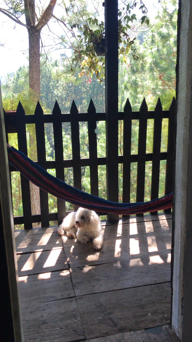 corazon_bosque's tweet photo. #PetFriendly https://t.co/T8MJsGLUPV