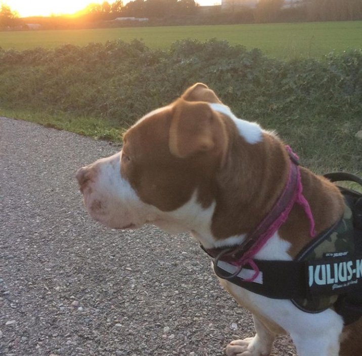 Life4pitbullsM's tweet photo. DUNA está preciosidad de 3️⃣años y medio ya ha vivido en una casa... Sociable con perros 🐕 🐶 y personas 👥, que solo necesita unas pautas de convivencia. 
No lo está pasando nada bien en el chenil 😭 😭 y esperemos que su condena termine pronto.

#adopta
#acoge
#URGE https://t.co/W4A7WtjiWI