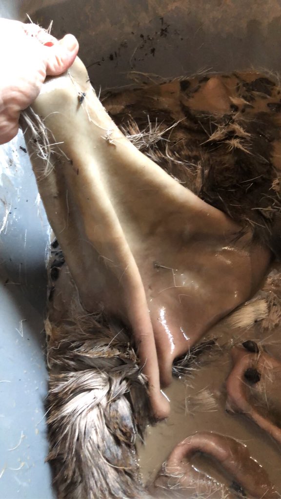 blkamm's tweet photo. The legend of the hand drum, passed down generations, inclusive of all people young and old, stories of love, kindness and compassion shared through long weeks in the creation of the drum. Each part of it’s creation medicinal and builds a sense of community. And now I understand. https://t.co/eLrwS0WHeG