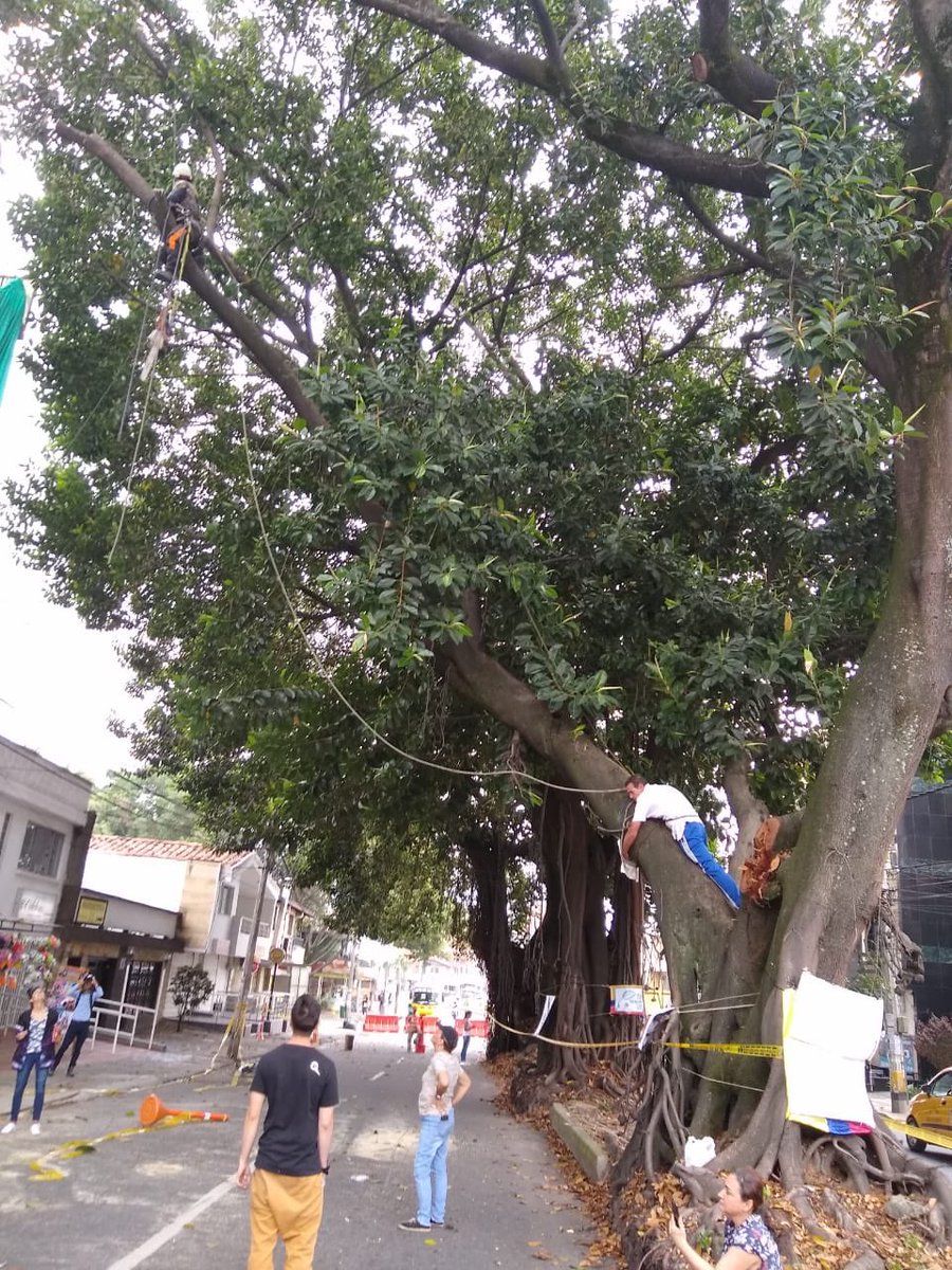 LTOBV's tweet photo. @catatrujillou ¡En Calasanz! En este momento talan tres arboles gigantes. #DesarrolloInsostenible https://t.co/oW71MZGA84