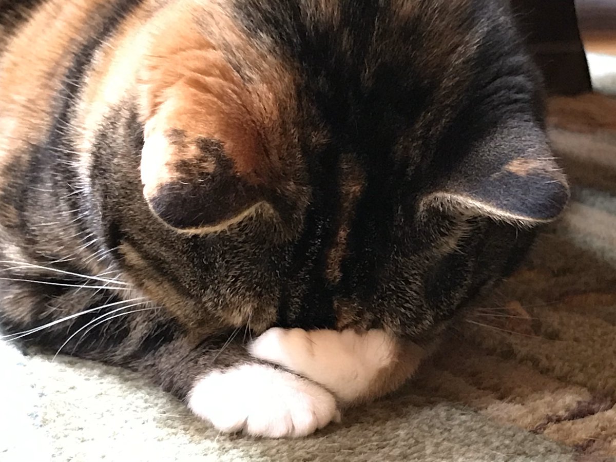 LudlowsResort's tweet photo. Marina kindly requests that you wake her up when th snow melts. https://t.co/X3cuMFGkaC