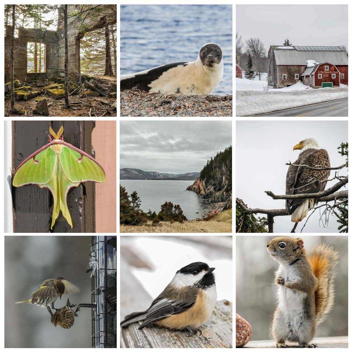 LisaFinneyPhoto's tweet photo. A year in review...here's my top nine images on Instagram in 2019. #top9of2019 #topnine2019 #ExploreCanada #naturephoto https://t.co/GVNpkc9iPu