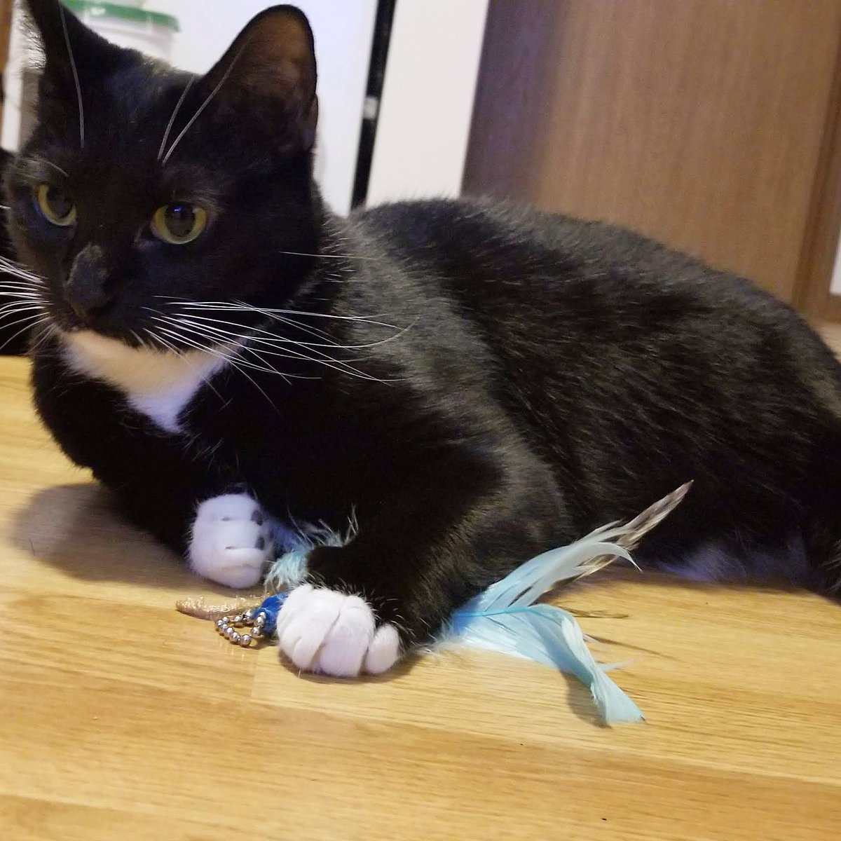 KittylaKitty2's tweet photo. 💙Satsuki. Loves feathers. Hair ties are my favorite. Older sister. Love window shows. Adventurer. Clean freak. Best eyebrows. Get to know me. #CatsOfTwitter #catsofinstagram #cat #catlovers #MondayMorning  #MondayVibes #tuxedo https://t.co/fnKbBXLW5J