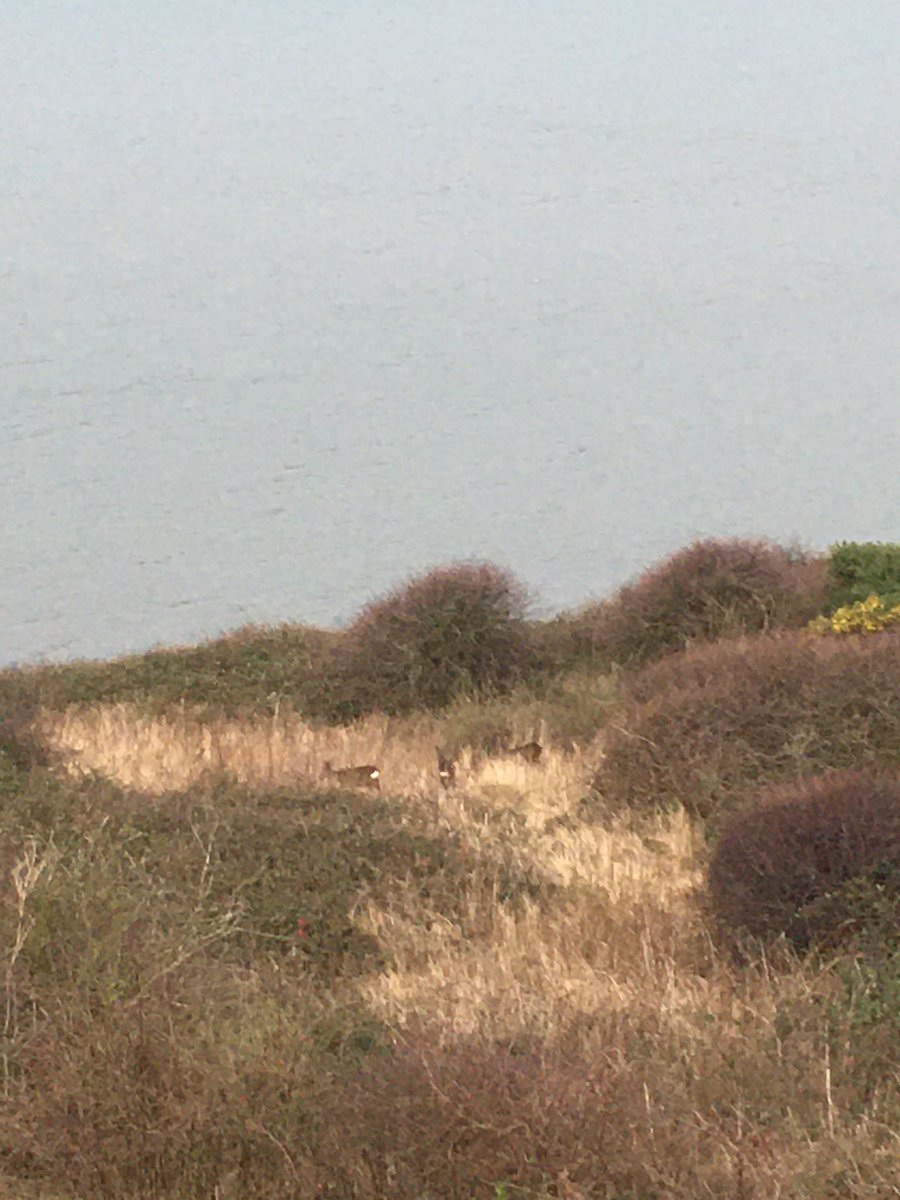 pauljonesking's tweet photo. Lovely to see the #Deer along the @NorthEastNT @nationaltrust #clevelandway again today #favoritewalk https://t.co/tSj2aiep5a