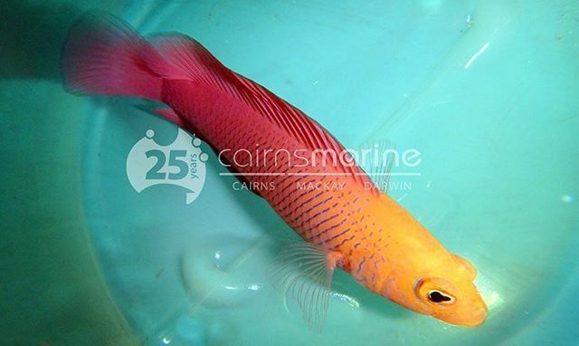 Cypho purpurascens - Oblique Lined Dottyback 
A beautiful and vibrant dottyback collected from the Coral Sea. Male and female are differentiated by their colouration and can be kept as pairs 🐡
-
-
-
#dottyback #saltwaterfish #aquariumfish #marinetank… ift.tt/2u7Hqip