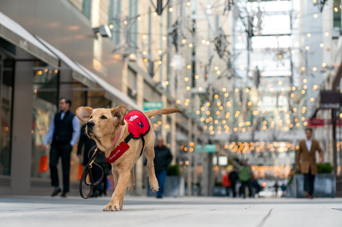 CapsPup's tweet photo. running into the new year with thissss much enthusiasm https://t.co/PyPZcBJsyX