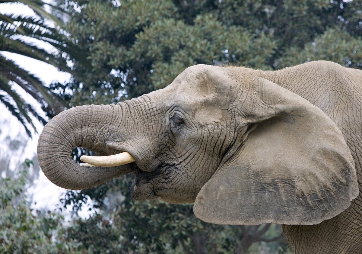One of Kenya's last big 'tusker' elephants dies aged 50