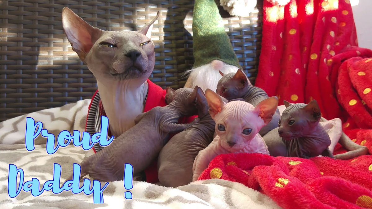 MeowMoeDotCom's tweet photo. Cat daddy is very proud of his cute ...
#Cats #Cat #Kittens #Kitten #Kitty #Pets #Pet #Meow #Moe #CuteCats #CuteCat #CuteKittens #CuteKitten #MeowMoe
#AdorableVideoAboutCats #AmazingCatFamily #BestCatDaddy #BestCatsVideo
https://t.co/aP5eAFB0LT
. https://t.co/Ikx2prisiW