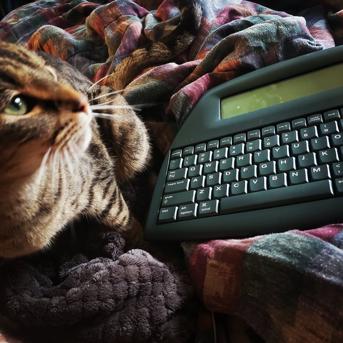 Sir_Lab_Ratz's tweet photo. My writing buddies!
#WritingCommunity #Writer #CatsOfTwitter #alphasmart https://t.co/agGFUmMgTg