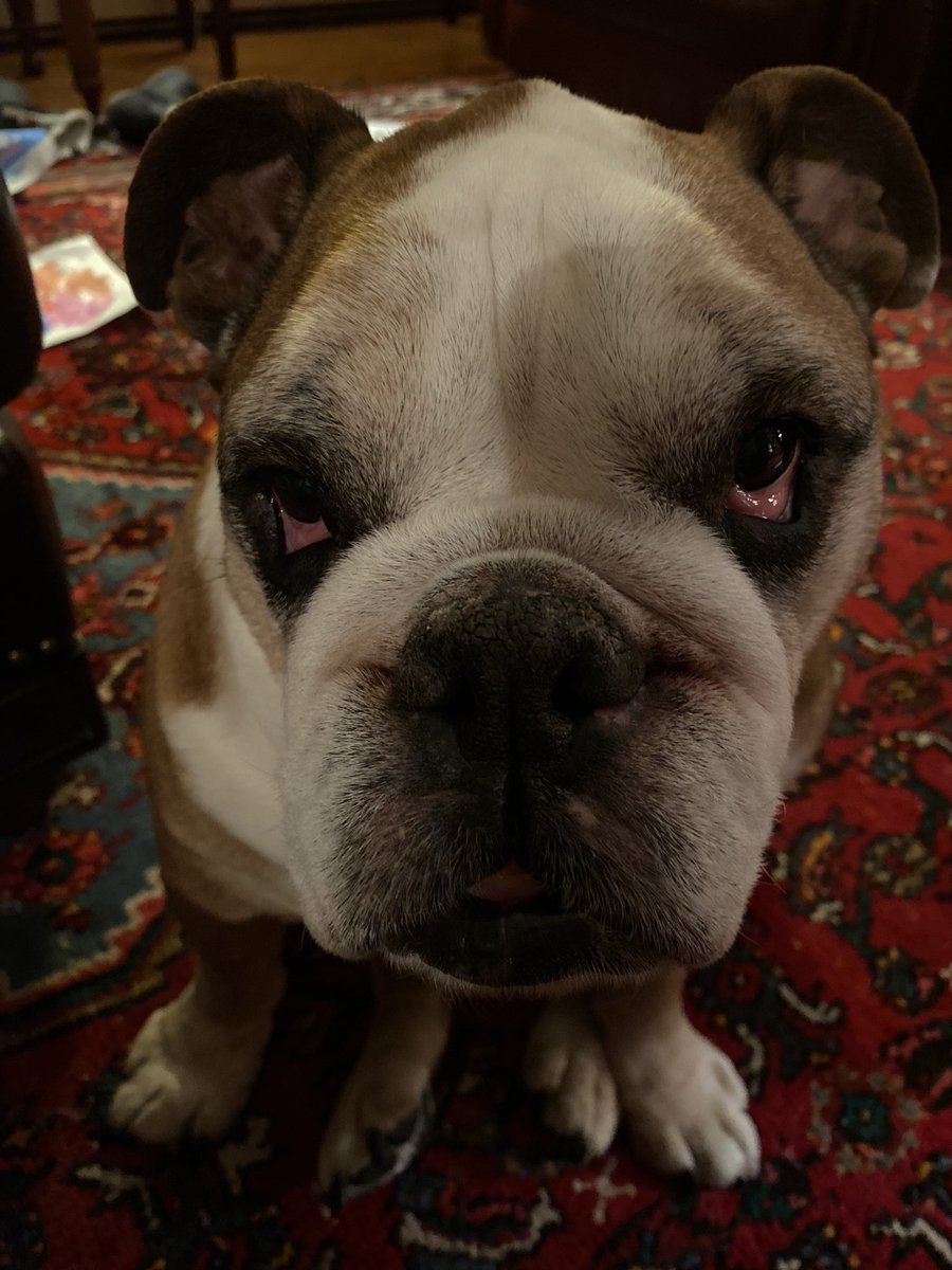Chunkdontcare's tweet photo. Just waiting for you to eventually drop your dinner. Patience is my middle name. https://t.co/MS9bbbWe2L