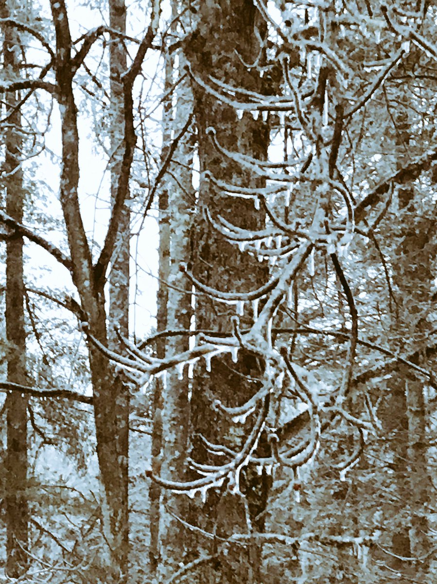 ToJo_Pete's tweet photo. @JimCantore .15” ice accretion and Thunder Sleet in Winhall, VT 3:50 PM EST https://t.co/2vCQwBURFE
