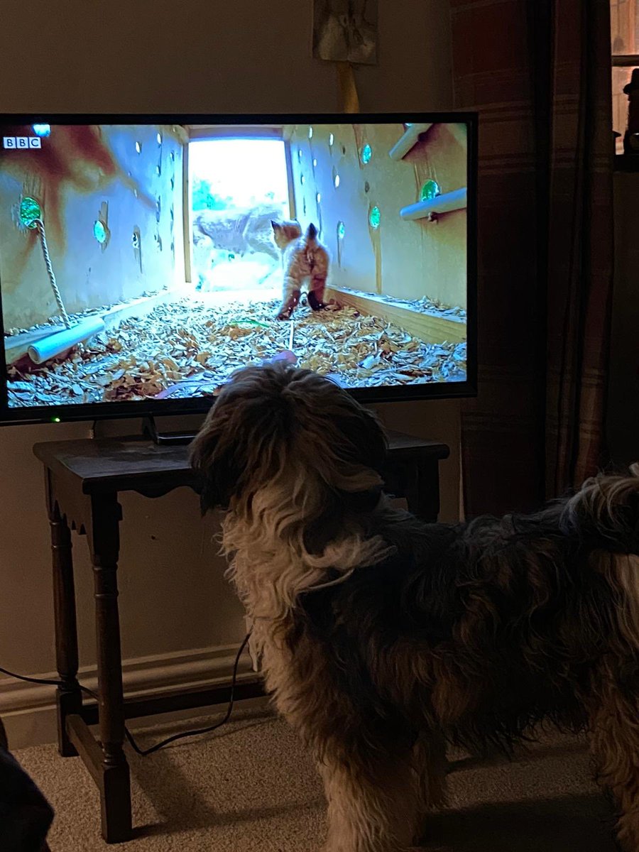 My friend’s dog fascinated by last night’s episode of #SnowCatsandMe                  Settling in for final instalment tonight!!