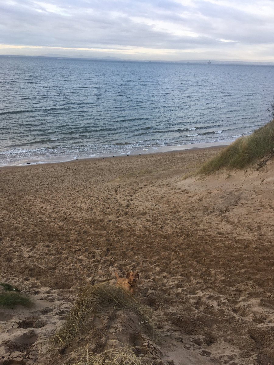 airhouseslauder's tweet photo. Spot the dog! Beautiful winter beach fun. 35 mins from Airhouses ⁦@goeastlothian⁩ #winterbeachfun https://t.co/ZDWOq20twL