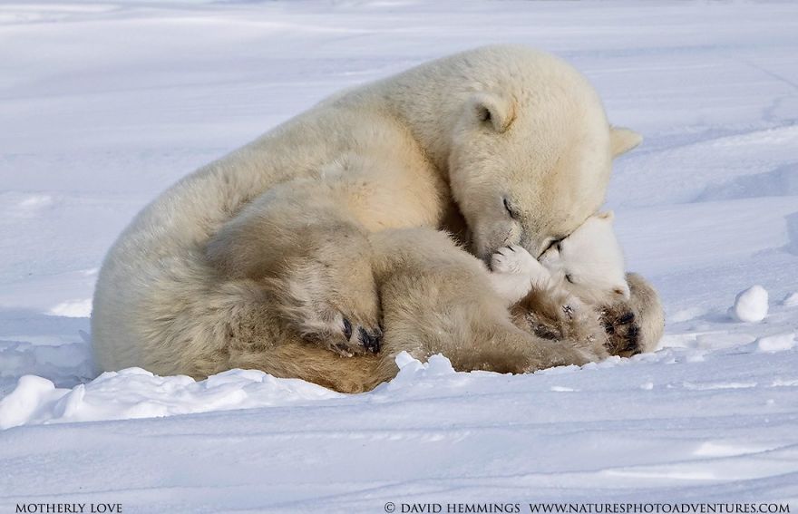 Heartwarming photos of polar bears and cubs, from nature photographer David Hemmings: flavorwire.com/p/gallery-davi…