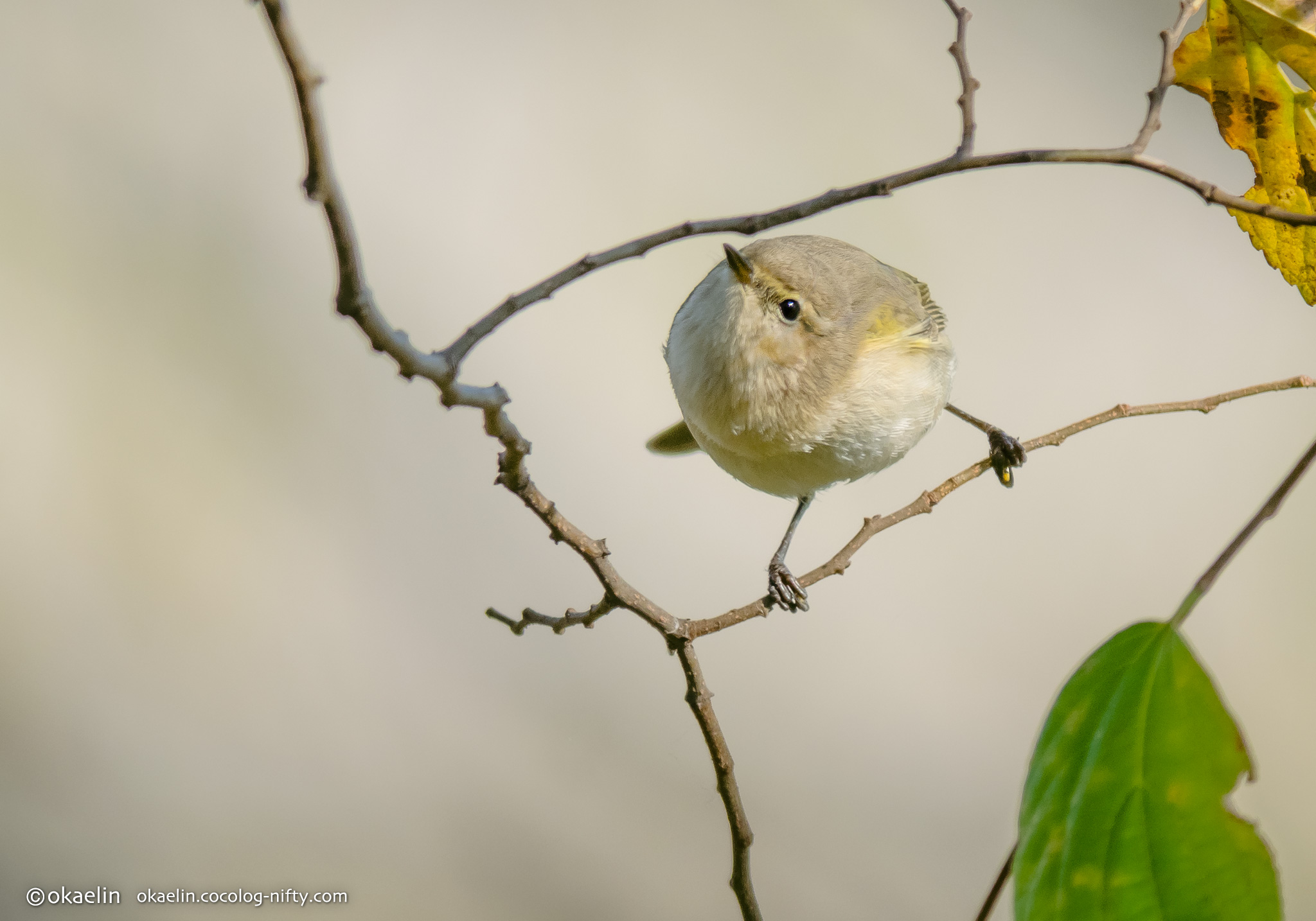Okaelin チフチャフ Phylloscopus Collybita Common Chiffchaff チフチャフ 野鳥 Birdsphotography 帰ってきた丸い鳥選手権 T Co Eznksbzoor Twitter