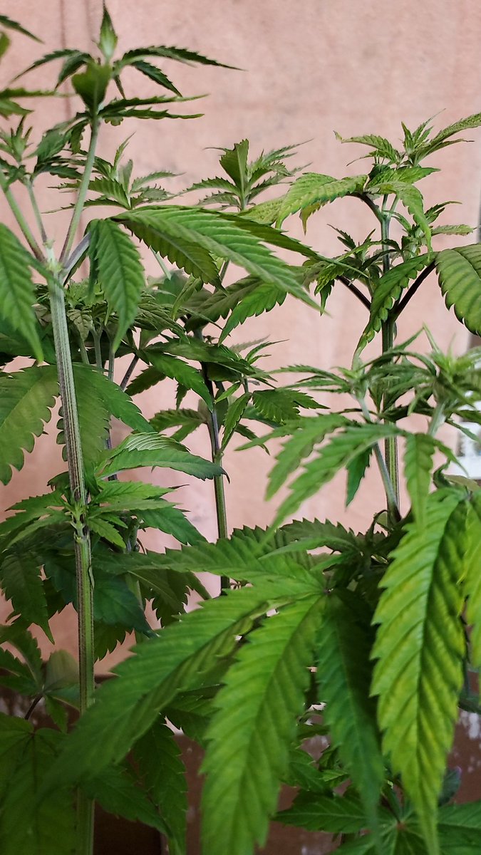 GrowingPots tweet picture
