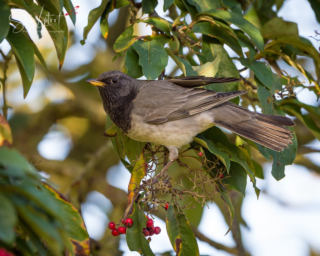 Last minute lifer of 2019 szimistylebirding.wordpress.com/2019/12/30/las…