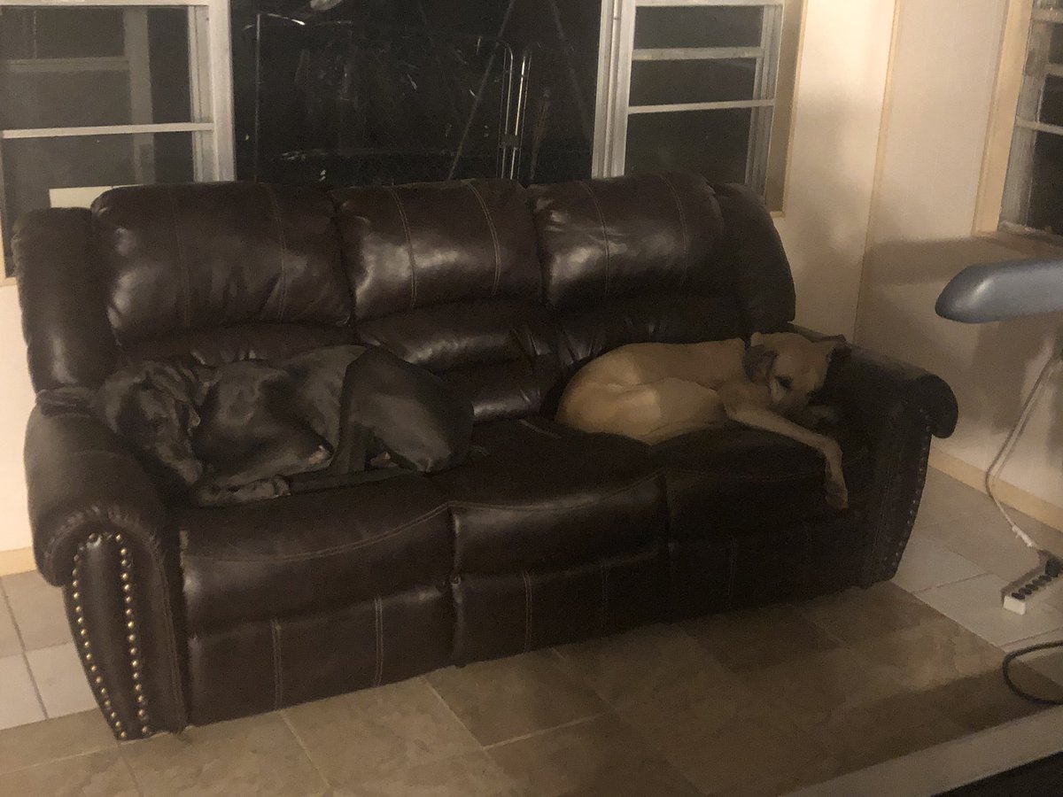 DaneDozer's tweet photo. I think Blue is trying to hide. #danes #greatdane #greatdanes https://t.co/NyuyC1Scfx
