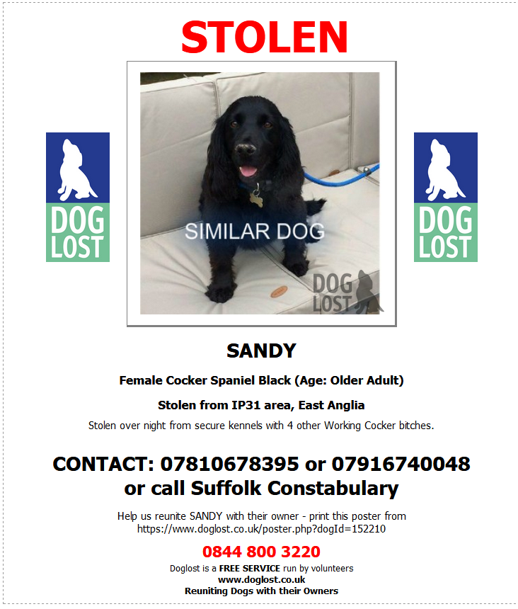 #SpanielHour SANDY
Female Cocker Spaniel Black (Age: Older Adult)
Stolen from IP31 area, East Anglia

Stolen over night from secure kennels with 4 other Working Cocker bitches.