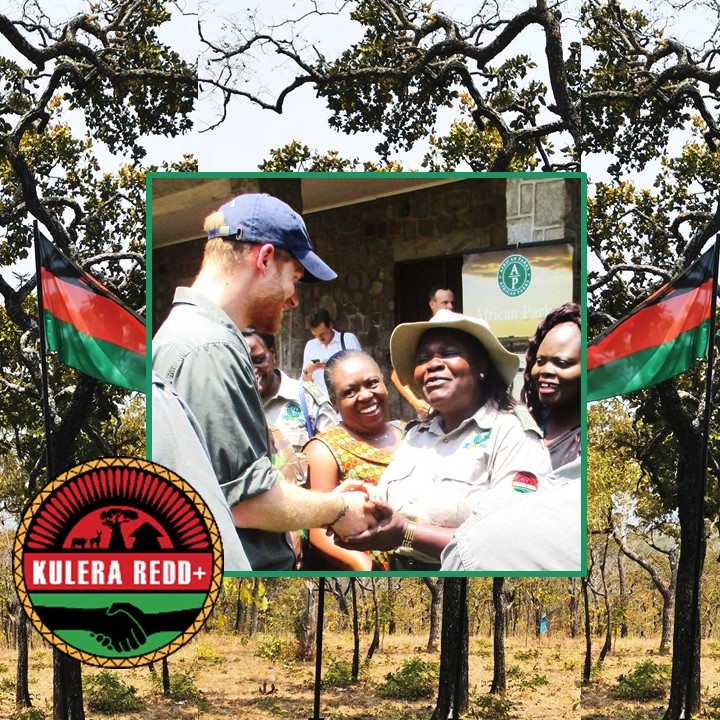 Catherine Chunga of DNPW meets with #PrinceHarry, #DukeOfSussex during his trip to #Malawi. Prince Harry, president of #AfricanParks, assisted in the translocation of #500Elephants into the Kulera #REDD+ Project Area of #Nkhotakota. 
#PartnershipsForTheGoals
#WildlifeConservation