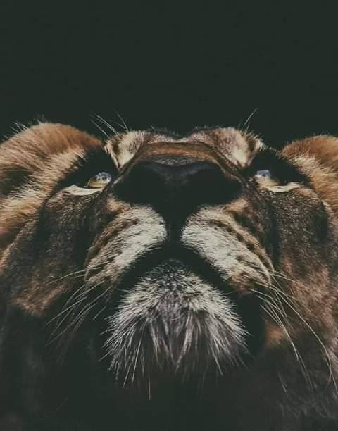 owene71 tweet picture
