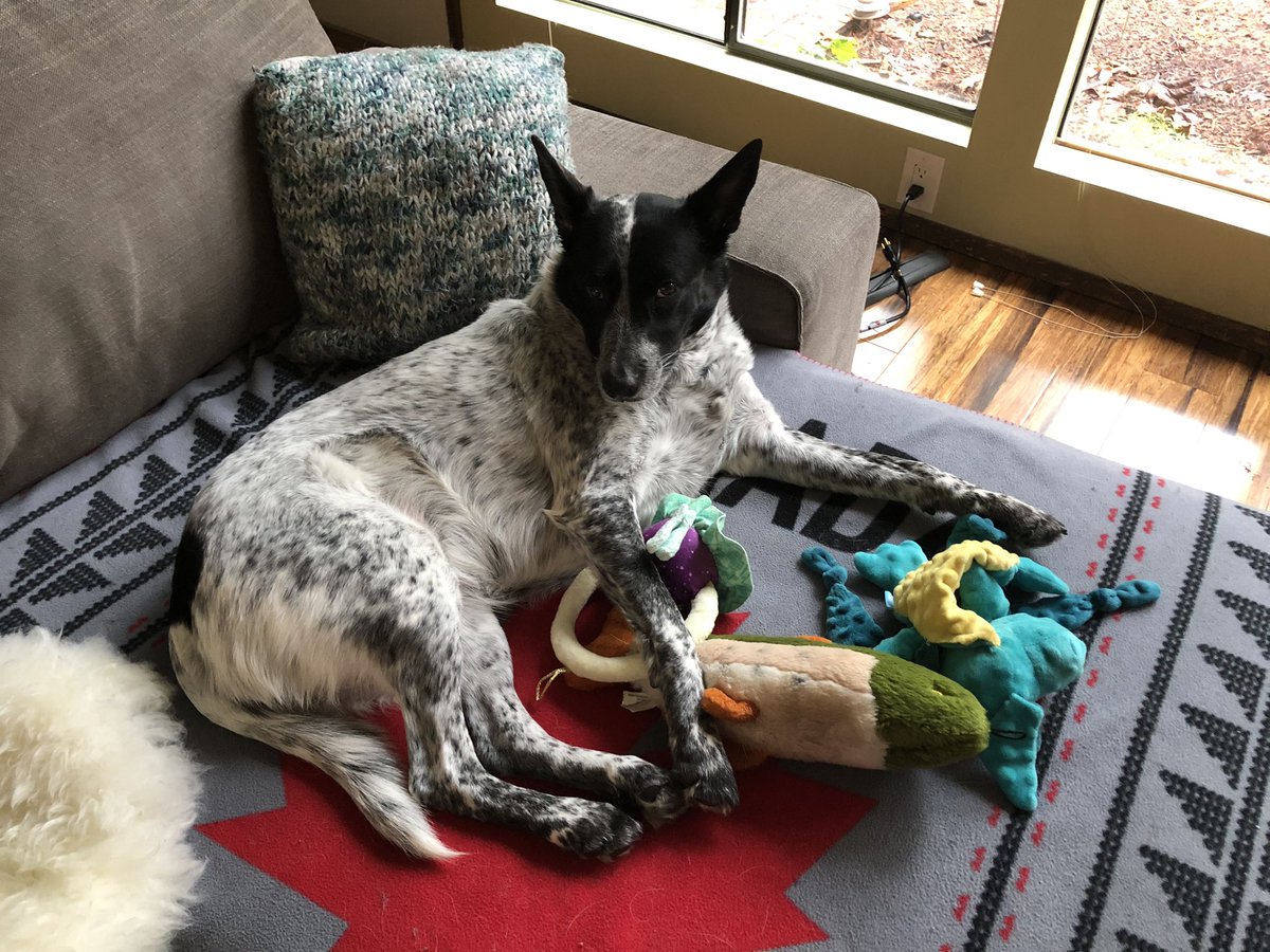 snicketdog's tweet photo. they sent me to jail for the holidays and i still don’t want to talk to anyone >:( https://t.co/fXjxyeYNX3