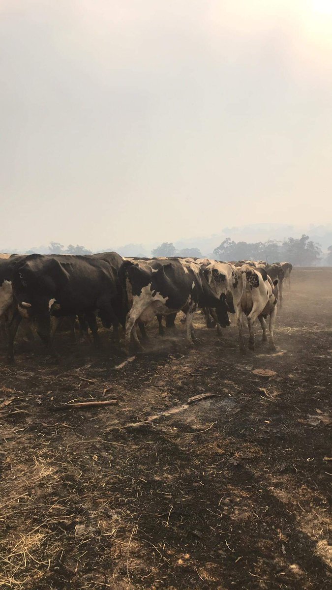 Last night my Uncle, Aunt and cousins defended their dairy farm in Cudgewa North. So happy they're all well this morning. My cousin Jake, "the cows are ok. Just a bit hungry" #bushfirecrisis