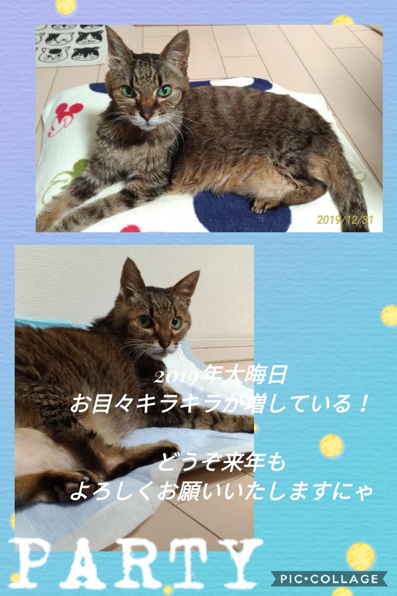 猫介護