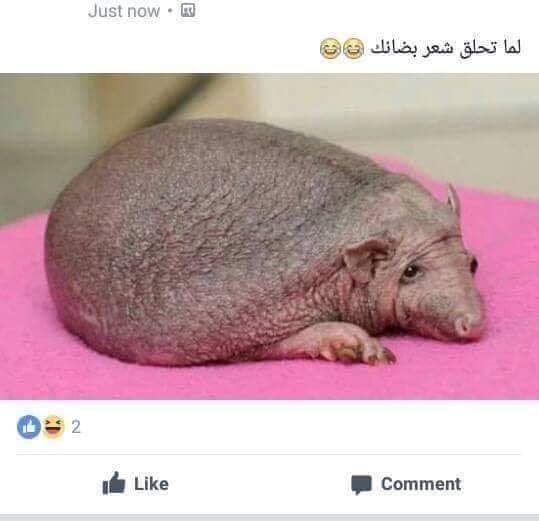 حقيقى