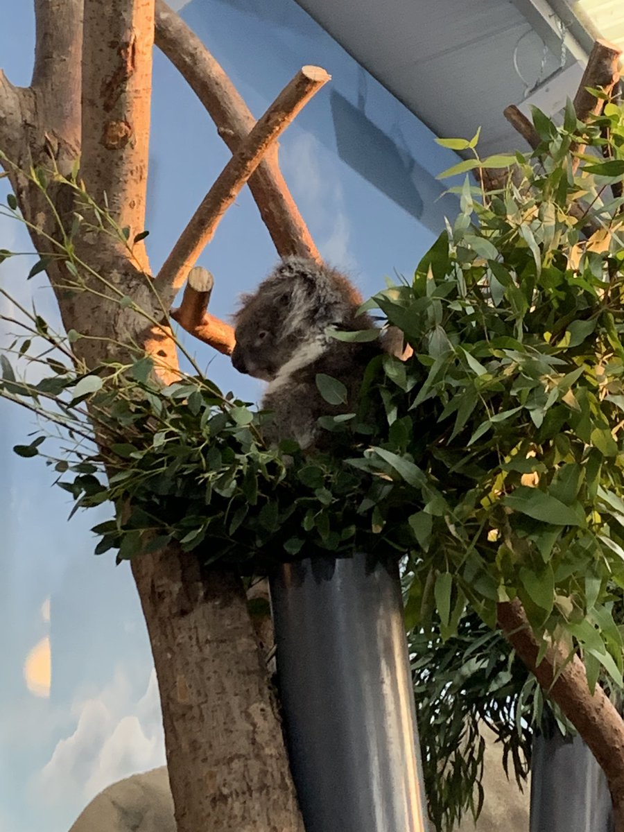 adventure_SW's tweet image. Thank you so much for a lovely day and such wonderful hospitality being your millionth visitor we had two very sleepy boys cuddling wonderful koala 🐨 bears on the wet home truly wonderful day  @Longleat @Emmaweymouth1 @CeawlinThynn @KAllinJackson