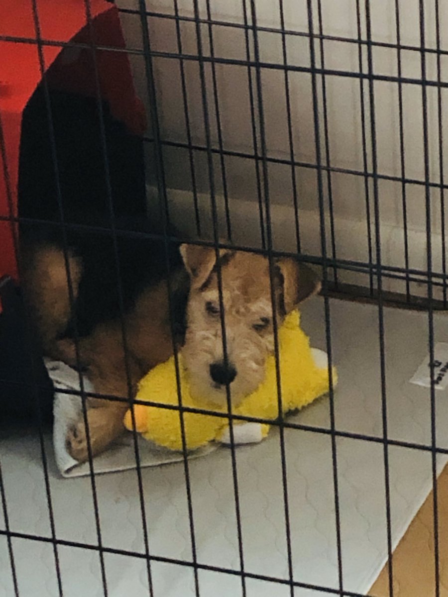 BramleyLakeland's tweet photo. Napping with my favorite duck. #LakelandTerrier https://t.co/75p3pTWVdw