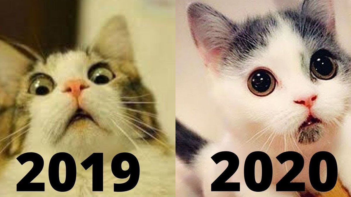 MeowMoeDotCom's tweet photo. Cats are so funny 🐱 clumsy an ...
 
#Cats #Cat #Kittens #Kitten #Kitty #Pets #Pet #Meow #Moe #CuteCats #CuteCat #CuteKittens #CuteKitten #MeowMoe
 
#CatsAreSimplyFunny #ClumsyAndCute #CuteAndFunnyCatVideos #CuteCats #CuteCatsVideos
 
https://t.co/OD7jbuth1J
 
. https://t.co/ei43VqNpdj