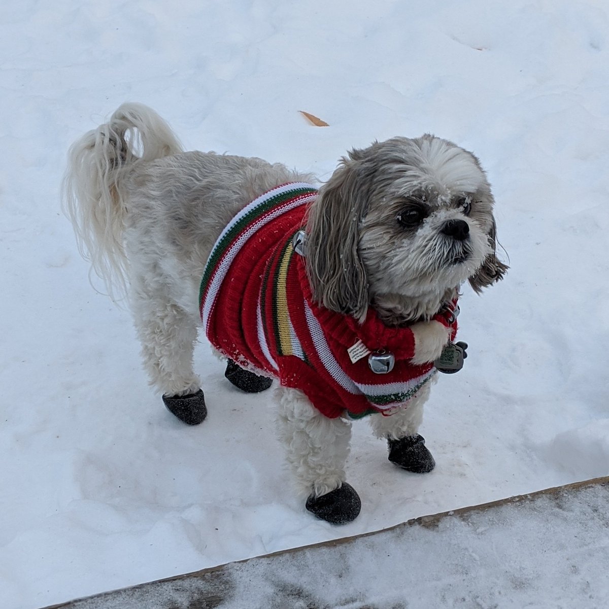 jackjackjack301's tweet photo. jingle bell jack https://t.co/R250jV5VAx