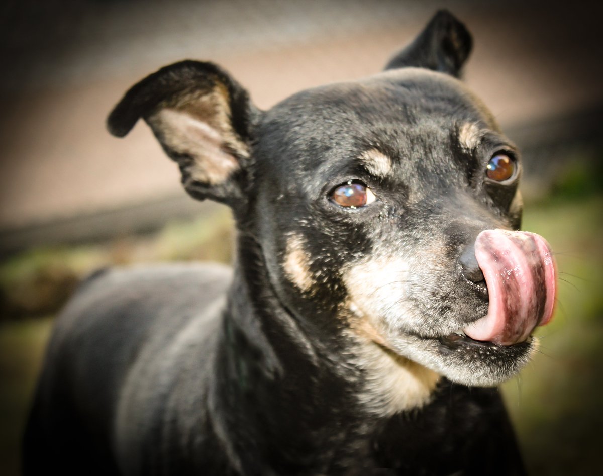 Holiday fun at TPR! #welovedogs #MondayMood #MondayMotivation #dogboarding #dogtraining #losangelesdogtraining #outsideplay