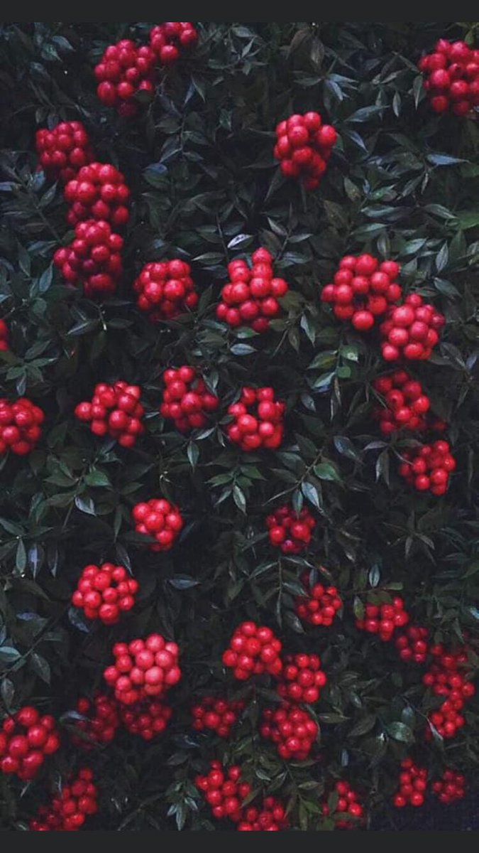 sevimcelikkan's tweet image. 