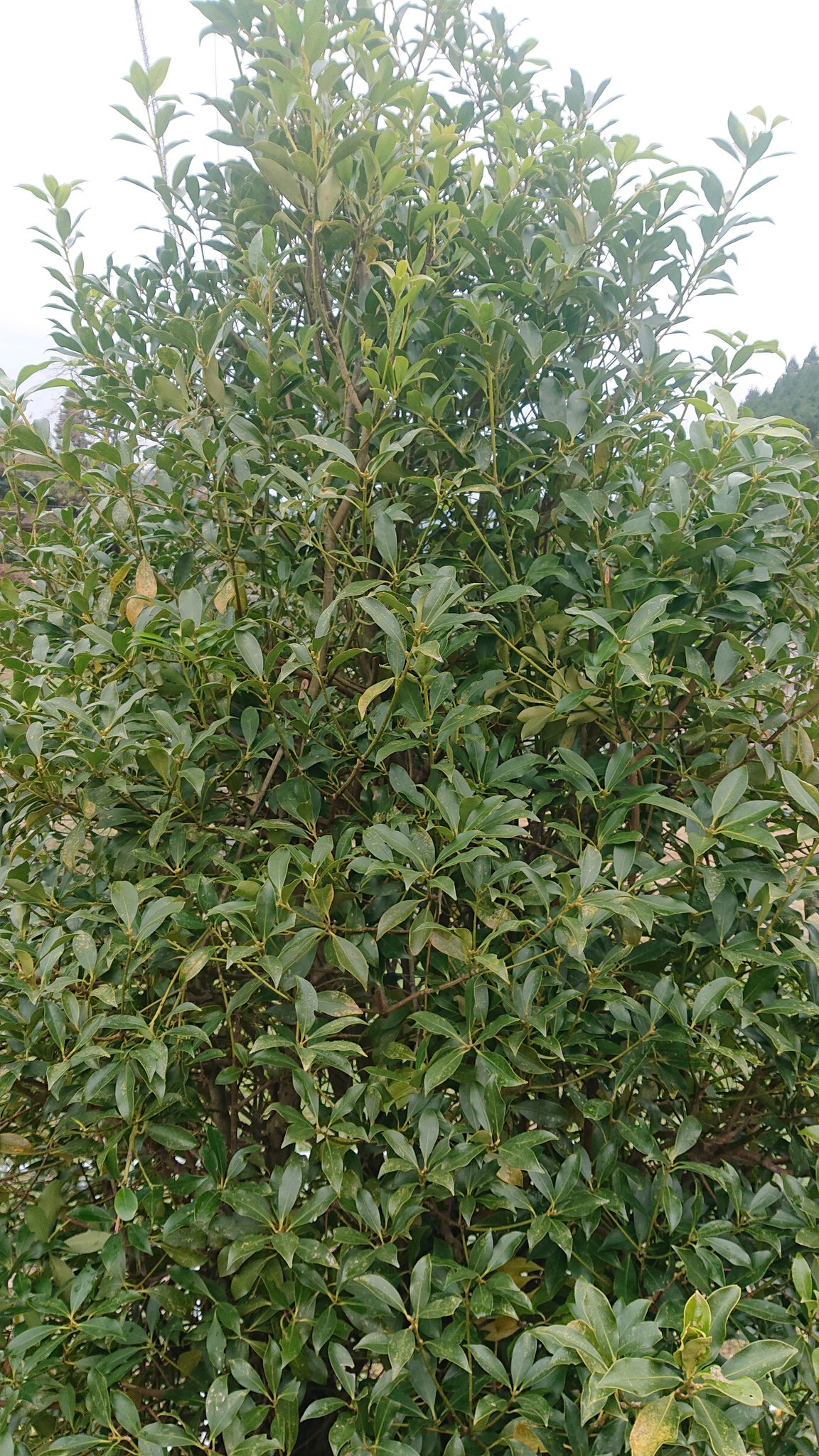 ハチまろ お墓掃除 シキミを取って ハナシバとも言います 山の上なので水を たくさん持って 樒 シキミ ハナシバ 田舎暮らし 里山 T Co Mkkpzhgzkn Twitter